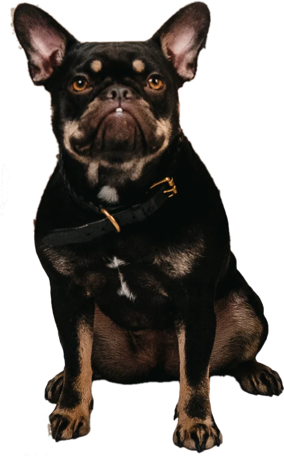 Chichi, die Französische Bulldogge von Eckert & Zuber Immobilien