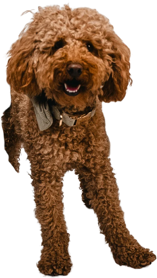 Tommy, der Pudel von Eckert & Zuber Immobilien